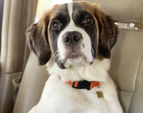 <span style="color:#333333;"><span style="font-weight:600;"><span style="font-size:20px;">Intérieur de voiture pour chien</span></span></span>