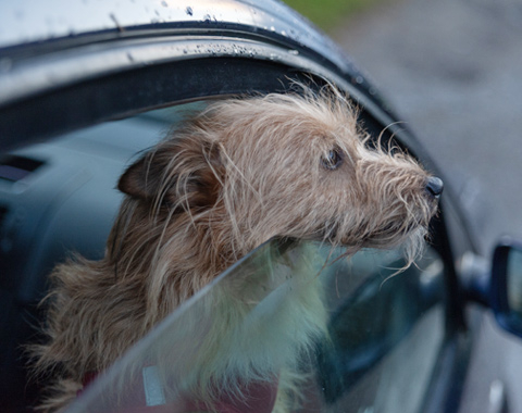  <span style="color:#333333;"><span style="font-family:Poppins;"><span style="font-weight:600;"><span style="font-size:20px;">Intérieur de voiture pour chien</span></span></span></span> <link href="https://fonts.googleapis.com/css?family=Poppins" rel="stylesheet" type="text/css"> 