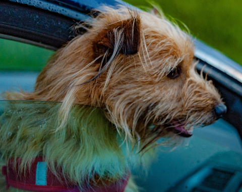  <span style="color:#333333;"><span style="font-weight:600;"><span style="font-family:Poppins;"><span style="font-size:20px;">Intérieur de voiture pour chien</span></span></span></span> <link href="https://fonts.googleapis.com/css?family=Poppins" rel="stylesheet" type="text/css"> 